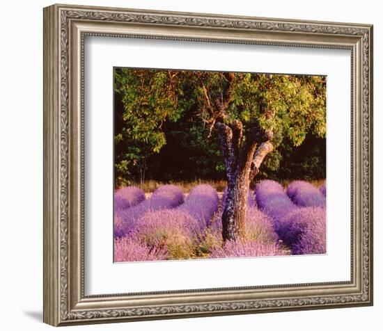 Provence-Bryan F^ Peterson-Framed Art Print