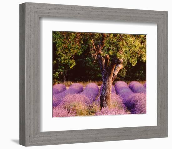 Provence-Bryan F^ Peterson-Framed Art Print