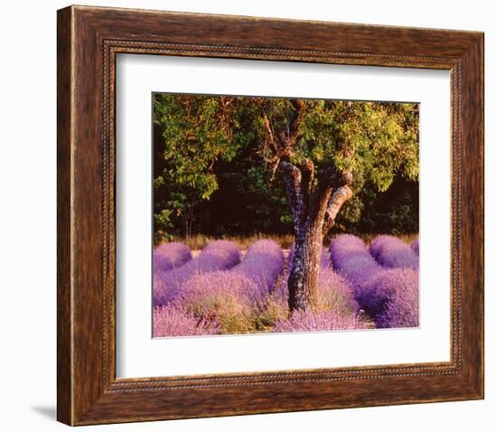 Provence-Bryan F^ Peterson-Framed Art Print