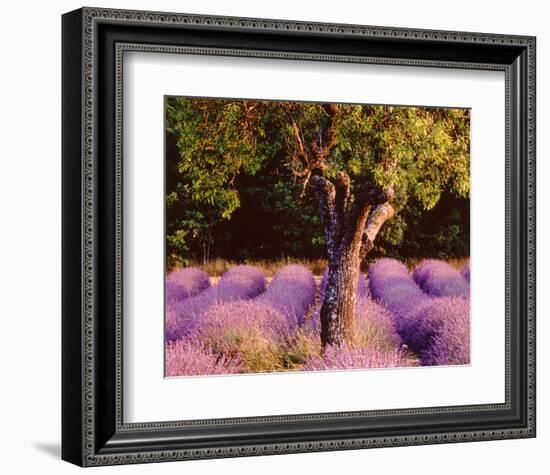 Provence-Bryan F^ Peterson-Framed Art Print