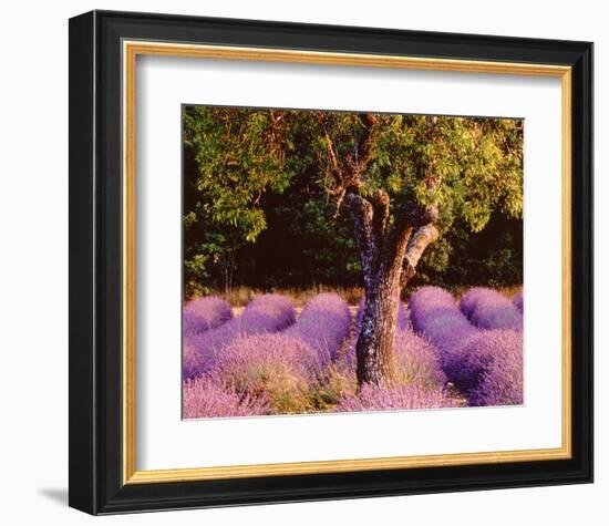 Provence-Bryan F^ Peterson-Framed Art Print