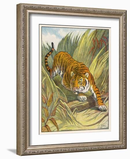 Prowling Tiger-null-Framed Photographic Print