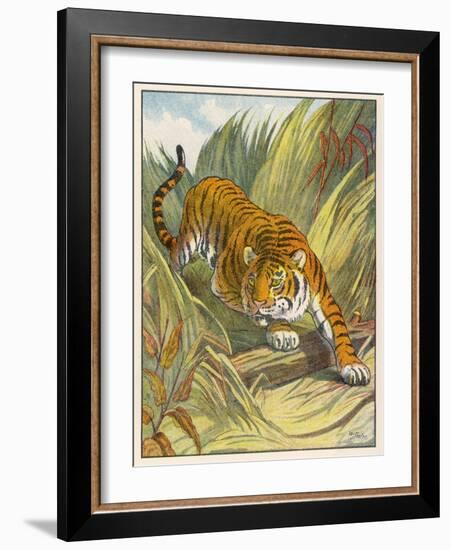 Prowling Tiger-null-Framed Photographic Print