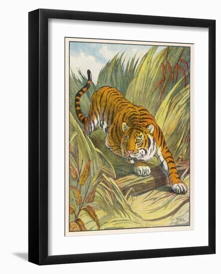 Prowling Tiger-null-Framed Photographic Print