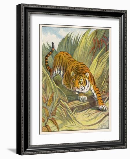 Prowling Tiger-null-Framed Photographic Print