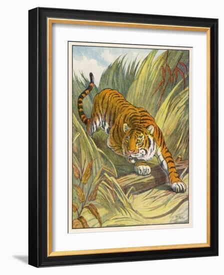 Prowling Tiger-null-Framed Photographic Print