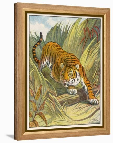 Prowling Tiger-null-Framed Premier Image Canvas