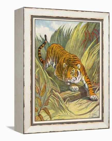 Prowling Tiger-null-Framed Premier Image Canvas
