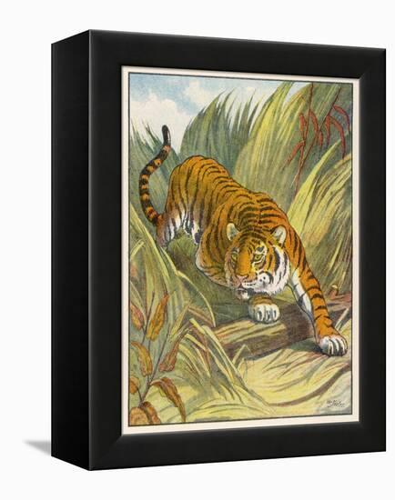 Prowling Tiger-null-Framed Premier Image Canvas