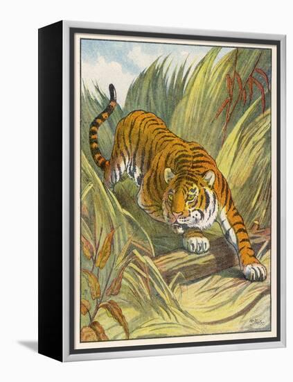 Prowling Tiger-null-Framed Premier Image Canvas