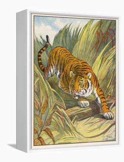 Prowling Tiger-null-Framed Premier Image Canvas