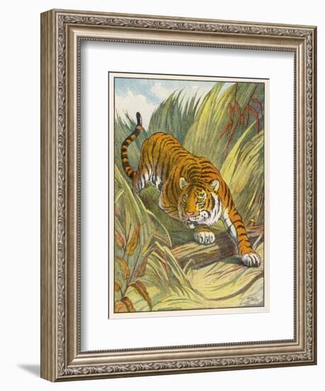 Prowling Tiger-null-Framed Photographic Print