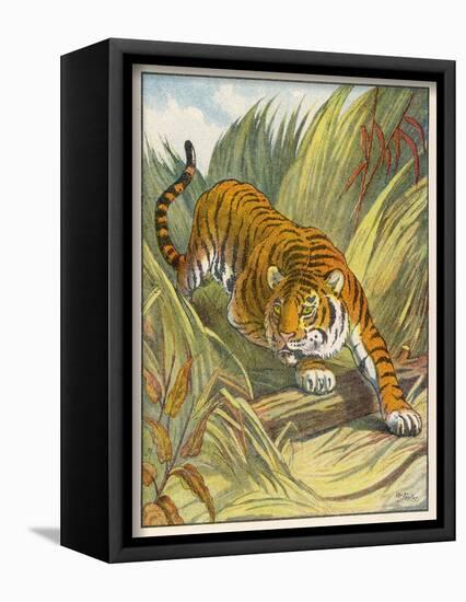 Prowling Tiger-null-Framed Photographic Print