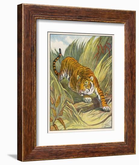 Prowling Tiger-null-Framed Photographic Print