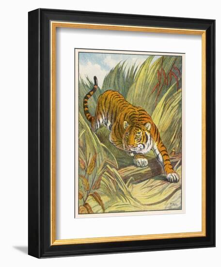 Prowling Tiger-null-Framed Photographic Print