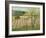 Prune Orchard, Los Gatos, California-Theodore Wores-Framed Giclee Print