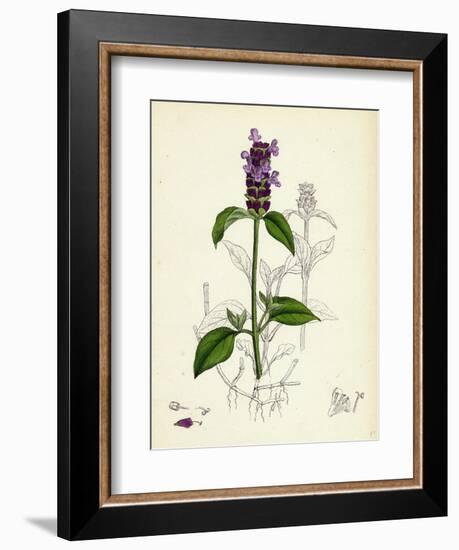 Prunella Vulgaris Self-Heal-null-Framed Giclee Print