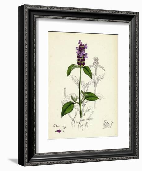 Prunella Vulgaris Self-Heal-null-Framed Giclee Print