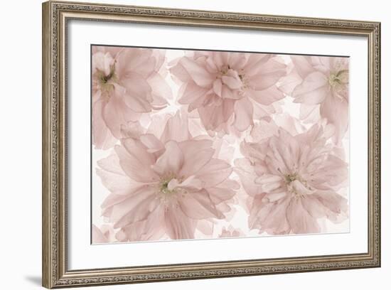 Prunus Blossom-Cora Niele-Framed Photographic Print