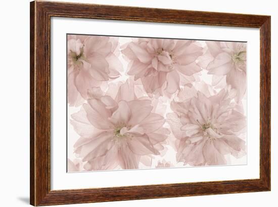 Prunus Blossom-Cora Niele-Framed Photographic Print