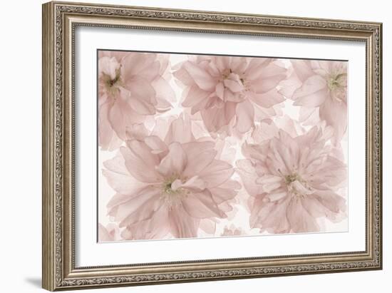 Prunus Blossom-Cora Niele-Framed Photographic Print