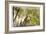 Pryamids 2, Guatemala-Theo Westenberger-Framed Photographic Print