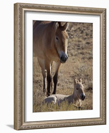 Przewalski's Horses in Kalamaili National Park, Xinjiang Province, North-West China, September 2006-George Chan-Framed Photographic Print