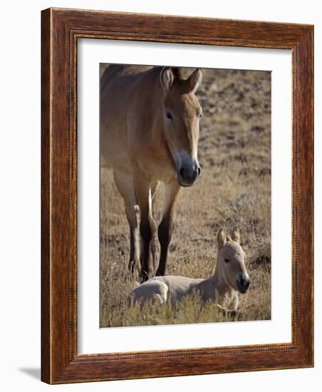 Przewalski's Horses in Kalamaili National Park, Xinjiang Province, North-West China, September 2006-George Chan-Framed Photographic Print