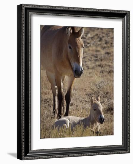 Przewalski's Horses in Kalamaili National Park, Xinjiang Province, North-West China, September 2006-George Chan-Framed Photographic Print