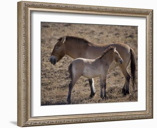 Przewalski's Horses in Kalamaili National Park, Xinjiang Province, North-West China, September 2006-George Chan-Framed Photographic Print