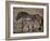 Przewalski's Horses in Kalamaili National Park, Xinjiang Province, North-West China, September 2006-George Chan-Framed Photographic Print