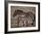 Przewalski's Horses in Kalamaili National Park, Xinjiang Province, North-West China, September 2006-George Chan-Framed Photographic Print