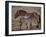 Przewalski's Horses in Kalamaili National Park, Xinjiang Province, North-West China, September 2006-George Chan-Framed Photographic Print