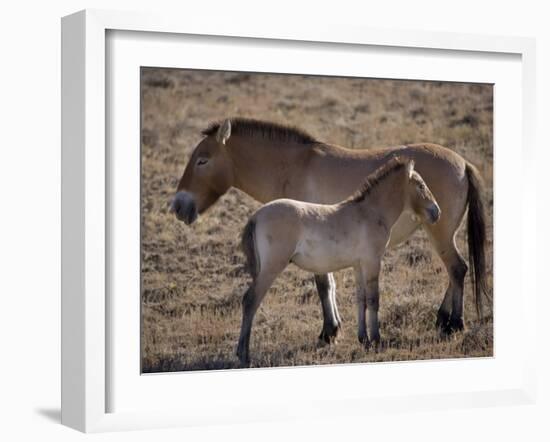 Przewalski's Horses in Kalamaili National Park, Xinjiang Province, North-West China, September 2006-George Chan-Framed Photographic Print