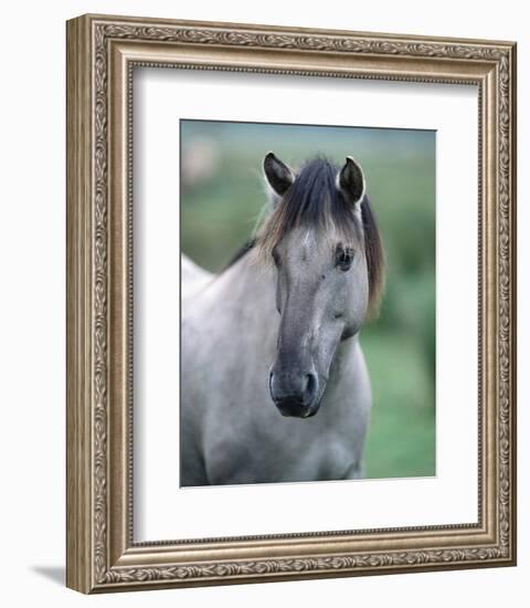 Przewalski's wild horse (Equus przewalskii gemini)-null-Framed Art Print