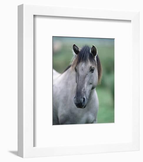 Przewalski's wild horse (Equus przewalskii gemini)-null-Framed Art Print