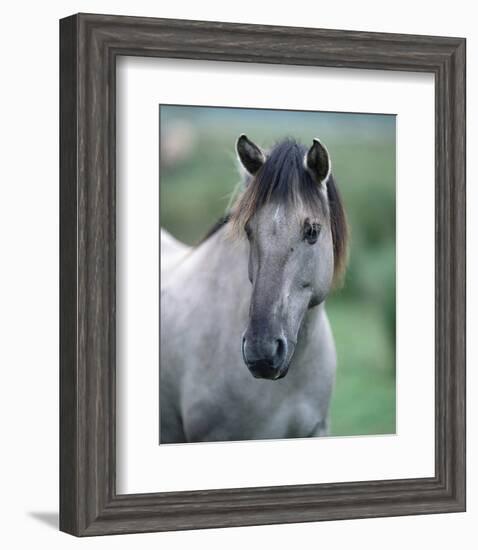 Przewalski's wild horse (Equus przewalskii gemini)-null-Framed Art Print