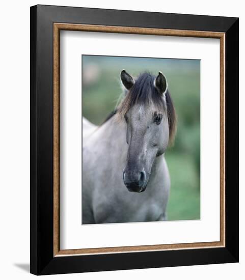 Przewalski's wild horse (Equus przewalskii gemini)-null-Framed Art Print