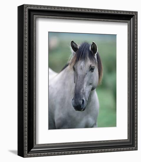 Przewalski's wild horse (Equus przewalskii gemini)-null-Framed Art Print