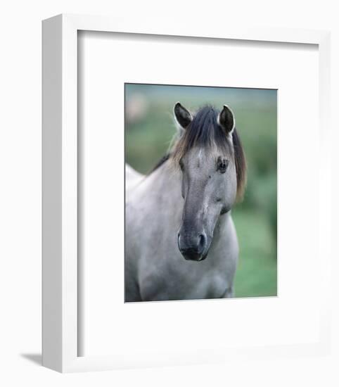 Przewalski's wild horse (Equus przewalskii gemini)-null-Framed Art Print