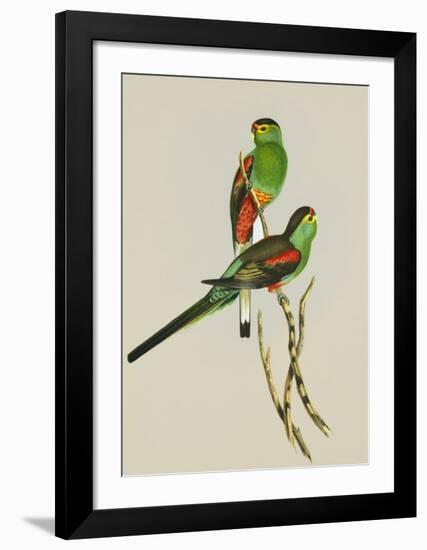 Psephotus Pulcherrimus-Aaron Ashley-Framed Art Print