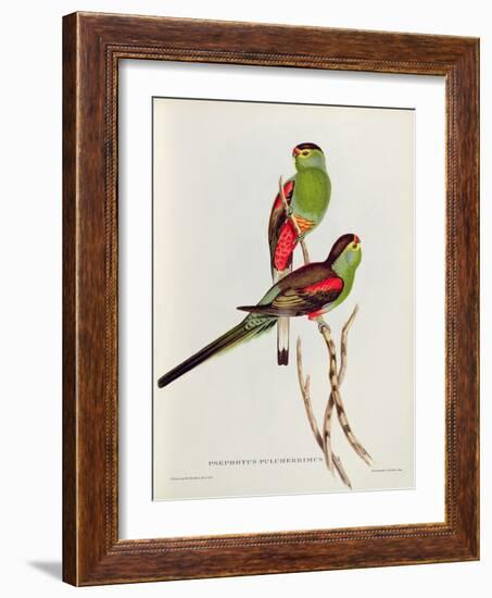 Psephotus Pulcherrimus-John Gould-Framed Giclee Print