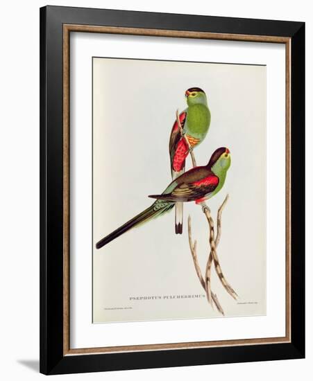 Psephotus Pulcherrimus-John Gould-Framed Giclee Print