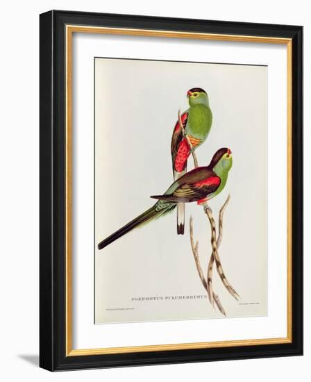 Psephotus Pulcherrimus-John Gould-Framed Giclee Print