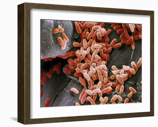 Pseudomonas Aeruginosa Bacteria, SEM-Steve Gschmeissner-Framed Photographic Print