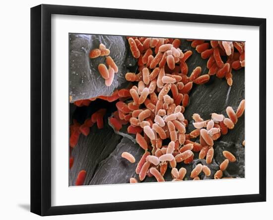 Pseudomonas Aeruginosa Bacteria, SEM-Steve Gschmeissner-Framed Photographic Print