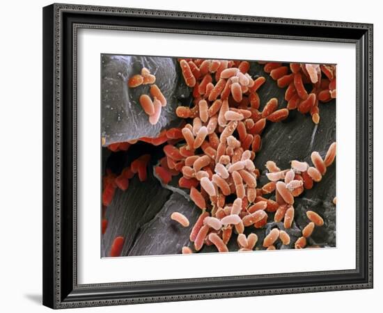 Pseudomonas Aeruginosa Bacteria, SEM-Steve Gschmeissner-Framed Photographic Print