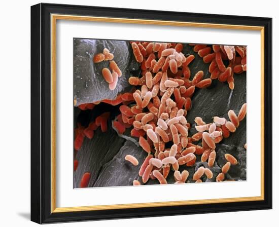 Pseudomonas Aeruginosa Bacteria, SEM-Steve Gschmeissner-Framed Photographic Print