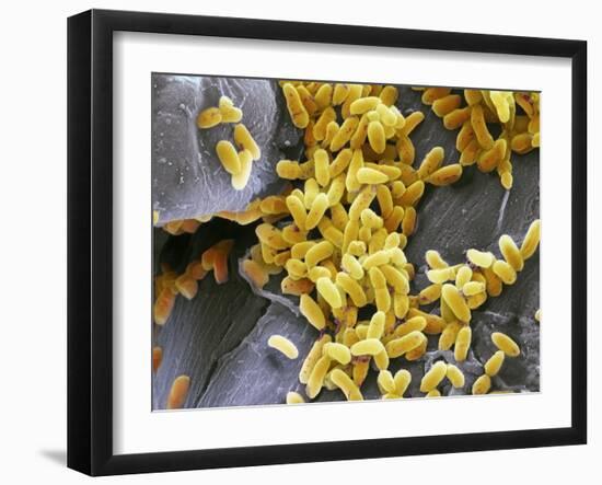 Pseudomonas Aeruginosa Bacteria, SEM-Steve Gschmeissner-Framed Photographic Print