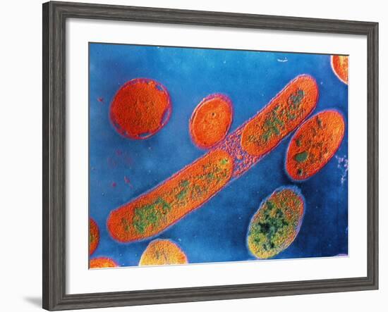 Pseudomonas Aeruginosa Bacteria-null-Framed Photographic Print
